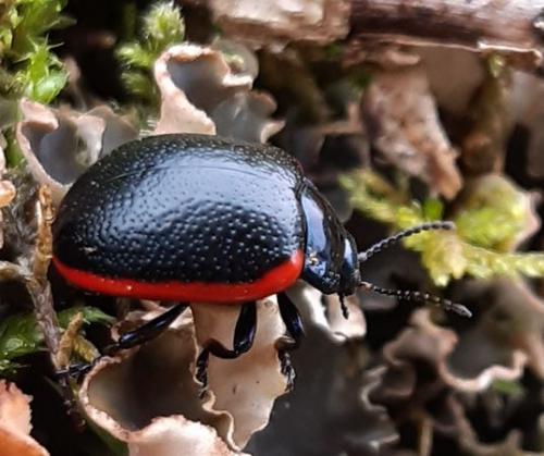 Chrysolina sp.